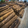 Uncovering the Essence of Elegance: High Quality Teak Logs Directly Starting from the Source - The Noble Choice of Myanmar Teak