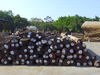 Raw Material Burma Teak Log Teak Wood