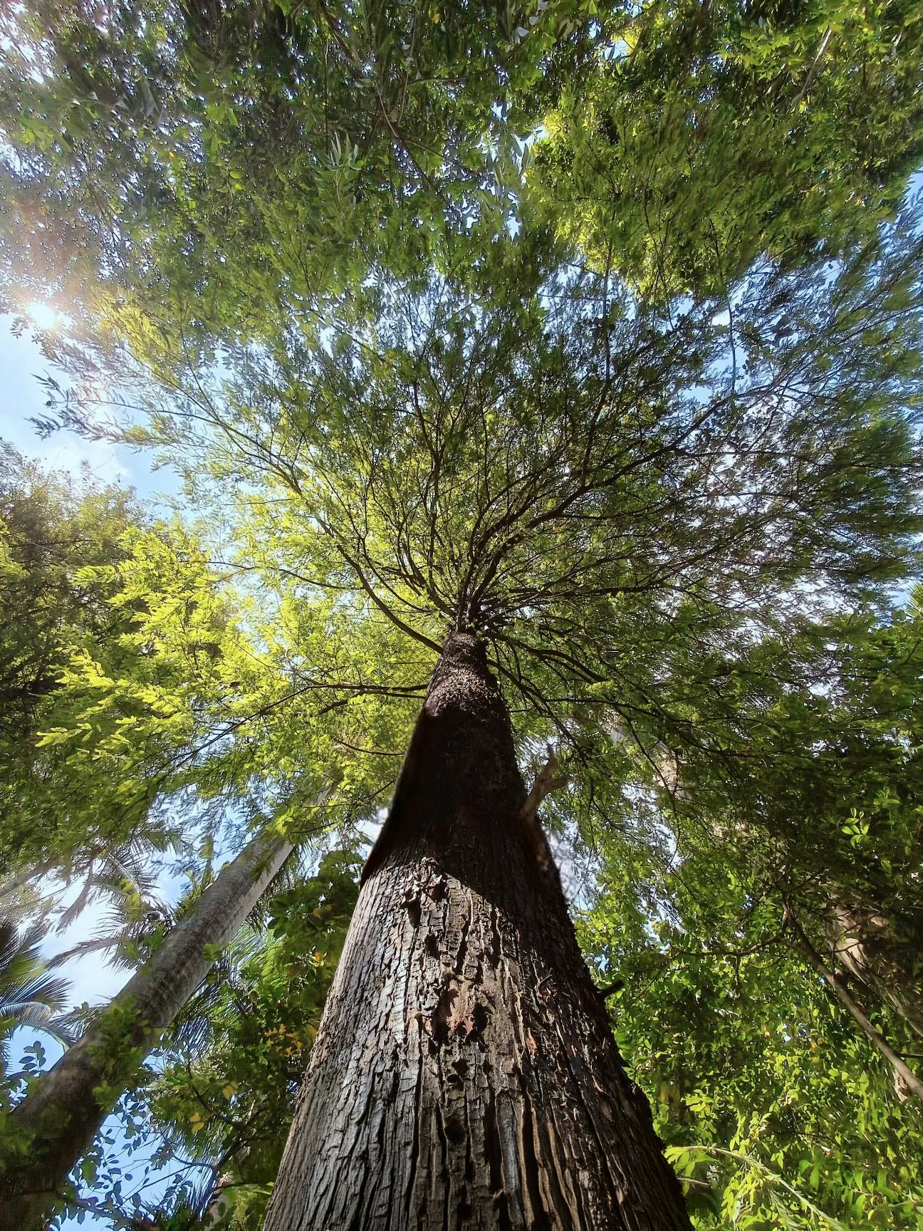 Teak Crisis:Only Four Natural Forests Remain Globally