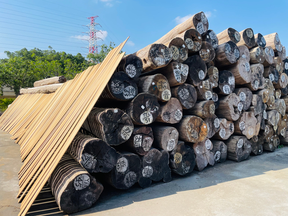 Exotic Burma Teak Log for Luxury Outdoor Furniture Creations
