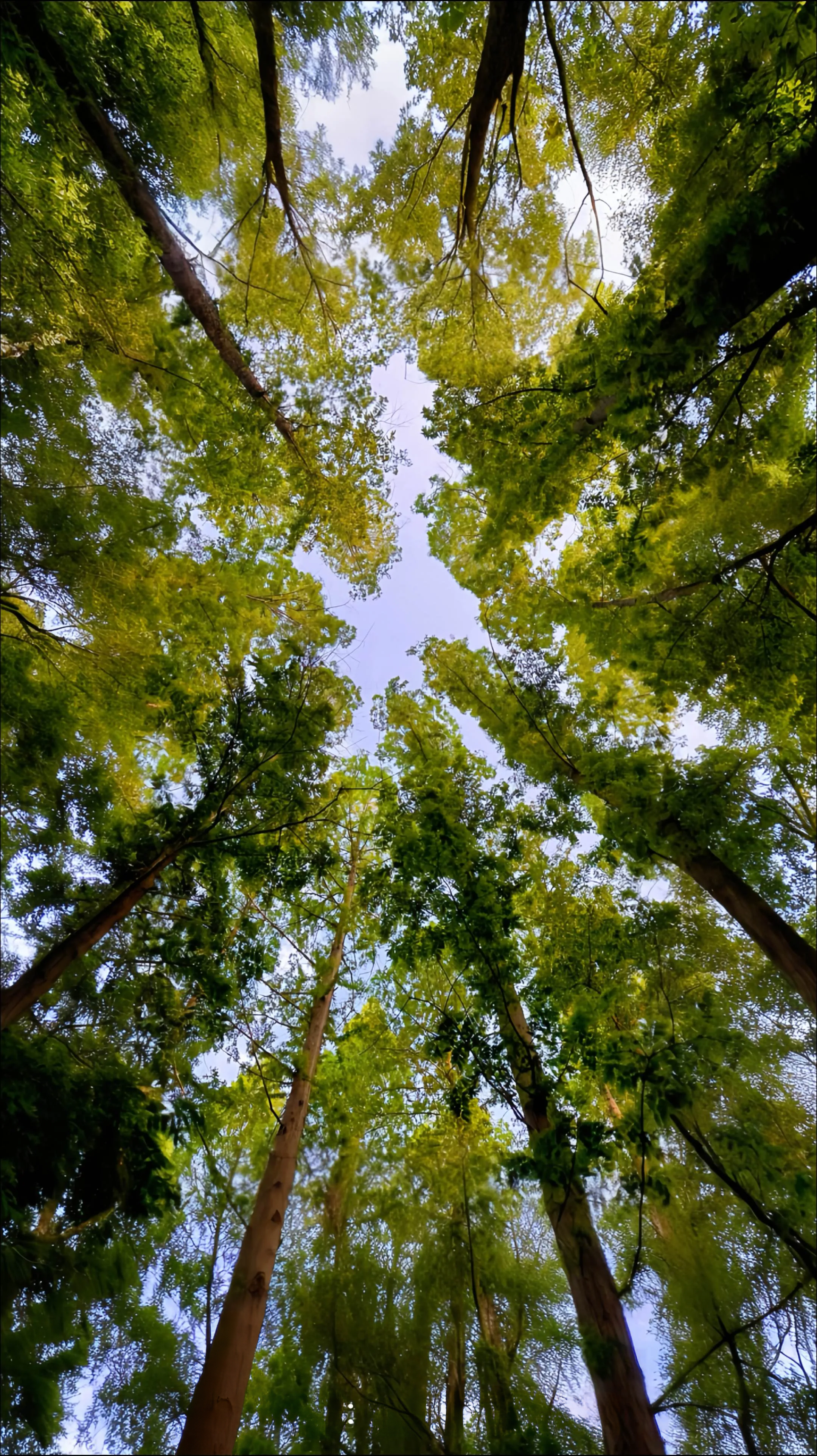 Teak Ecological Habit