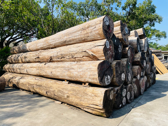 Uncovering the Essence of Elegance: High Quality Teak Logs Directly Starting from the Source - The Noble Choice of Myanmar Teak